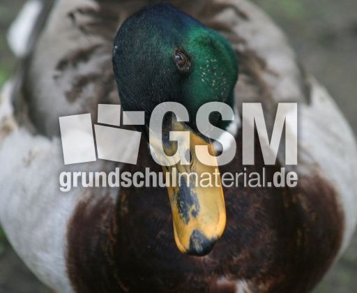 Schnabel-Stockente-010.jpg